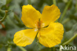 Gele hoornpapaver (Glaucium flavum) 