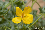 Yellow Horned-poppy (Glaucium flavum)
