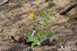 Yellow Horned-poppy (Glaucium flavum)