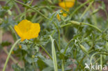 Yellow Horned-poppy (Glaucium flavum)