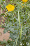 Yellow Horned-poppy (Glaucium flavum)