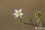 Gerande schijnspurrie (Spergularia media subsp. angustata)