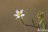 Greater Sea-spurrey (Spergularia media subsp. angustata)