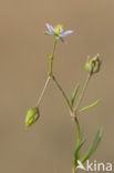 Gerande schijnspurrie (Spergularia media subsp. angustata)