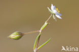 Greater Sea-spurrey (Spergularia media subsp. angustata)