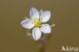 Greater Sea-spurrey (Spergularia media subsp. angustata)