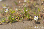 Gerande schijnspurrie (Spergularia media subsp. angustata)