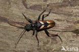 two-banded longhorn beetle (Rhagium bifasciatum)