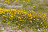 Gewone rolklaver (Lotus corniculatus)