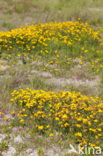 Gewone rolklaver (Lotus corniculatus)