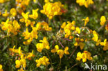 Gewone rolklaver (Lotus corniculatus)