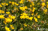 Gewone rolklaver (Lotus corniculatus)