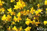 Gewone rolklaver (Lotus corniculatus)