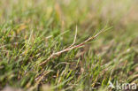 Common Saltmarsh-grass (Puccinellia maritima)