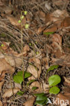 Groenbloemig wintergroen (Pyrola chlorantha)