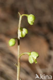 Groenbloemig wintergroen (Pyrola chlorantha)