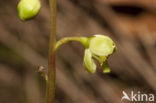 Groenbloemig wintergroen (Pyrola chlorantha)