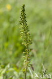 Grote keverorchis (Neottia ovata