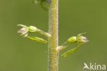 Grote keverorchis (Neottia ovata