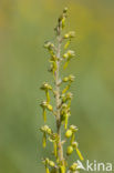 Grote keverorchis (Neottia ovata