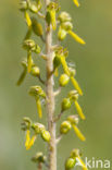 Grote keverorchis (Neottia ovata