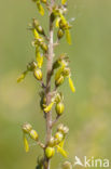 Grote keverorchis (Neottia ovata