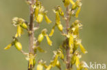 Grote keverorchis (Neottia ovata