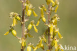 Grote keverorchis (Neottia ovata