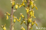 Grote keverorchis (Neottia ovata