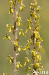 Grote keverorchis (Neottia ovata