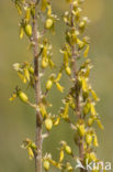 Grote keverorchis (Neottia ovata