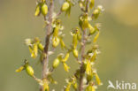 Grote keverorchis (Neottia ovata