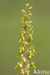 Grote keverorchis (Neottia ovata