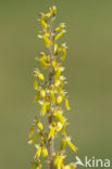 Grote keverorchis (Neottia ovata