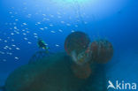 Grote oceaan
