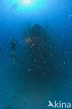 Pacific Ocean