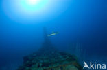 Pacific Ocean