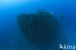 Pacific Ocean