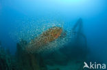 Pacific Ocean