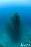 Pacific Ocean