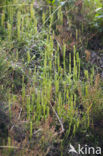 Grote wolfsklauw (Lycopodium clavatum) 