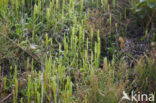 Grote wolfsklauw (Lycopodium clavatum) 