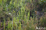 Stag’s-horn Clubmoss (Lycopodium clavatum)