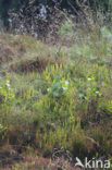 Grote wolfsklauw (Lycopodium clavatum) 