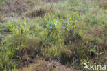 Grote wolfsklauw (Lycopodium clavatum) 