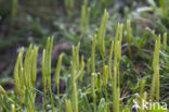 Stag’s-horn Clubmoss (Lycopodium clavatum)