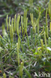 Grote wolfsklauw (Lycopodium clavatum) 