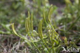 Grote wolfsklauw (Lycopodium clavatum) 