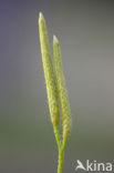 Grote wolfsklauw (Lycopodium clavatum) 