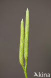 Stag’s-horn Clubmoss (Lycopodium clavatum)